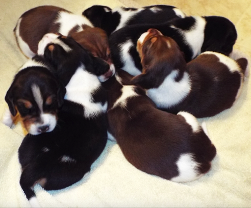 Beagle Pile.png